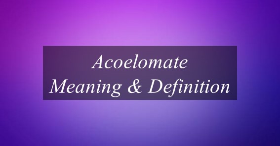What Is Meaning Of Acoelomate? Find Out Meaning Of Acoelomate.