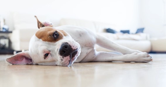 How Radon Affects Your Pet’s Health
