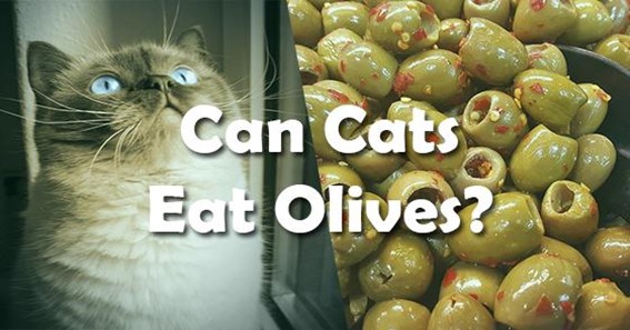 Can you give olive oil to a cat?
