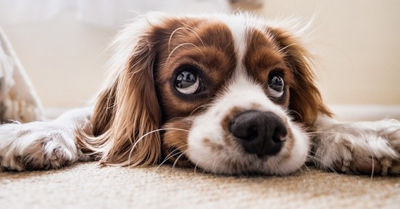 How to Tackle Your Pet’s Kennel Cough?