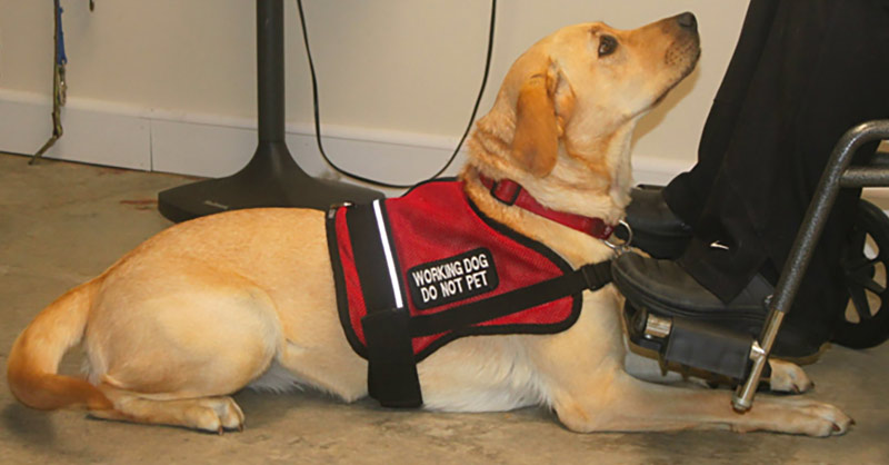 Therapy Dog Near Me: How To Train A Therapy Dog