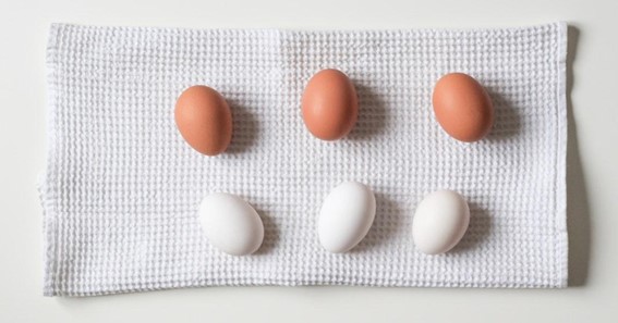 White Eggs vs Brown Eggs