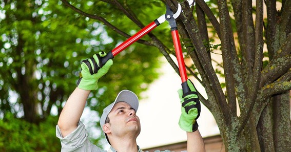 Spring Trimming & Pruning Tips For Homeowners - Why Hire Pros?