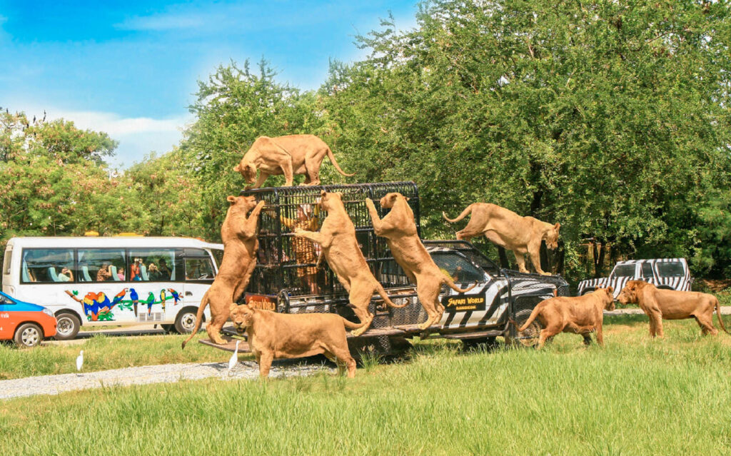 "Safari World Bangkok: A World-Class Animal Park and Entertainment Complex"